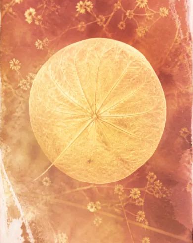 類比暗房實驗／銀鹽相紙作品，描繪大圓葉、花粉與細枝經日光長曝形成月面般的流明印相。直式構圖保留清楚主體與真實工藝材質。
